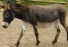 Мул – гибрид осла и кобылы