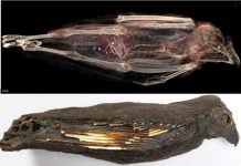 «Закормили до смерти»: зачем древние египтяне проводили странные ритуалы с хищными птицами?