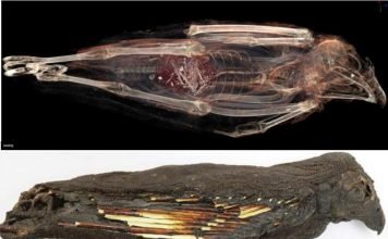 «Закормили до смерти»: зачем древние египтяне проводили странные ритуалы с хищными птицами?