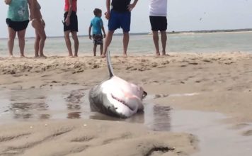 Видео спасения белой акулы на пляже в США покорило пользователей Интернета