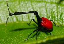 10 удивительных животных с непропорциональным телом