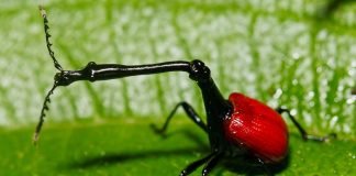 10 удивительных животных с непропорциональным телом