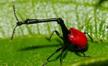 10 удивительных животных с непропорциональным телом