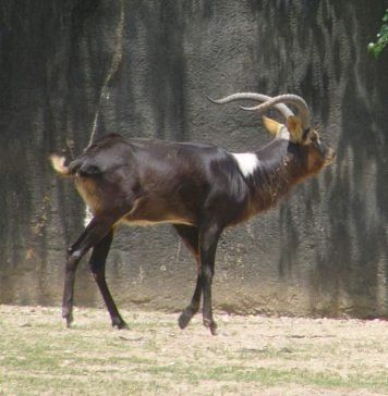 Нильский личи или суданский козёл