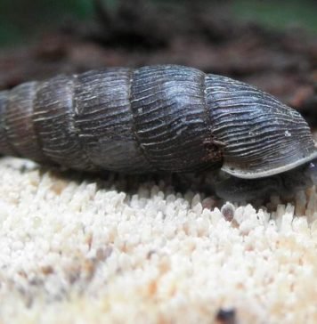 В Мордовии нашли новый вид моллюска, нетипичный для данной местности