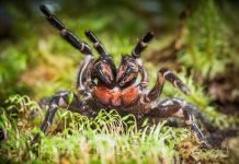 В Австралии найден совершенно новый вид пауков