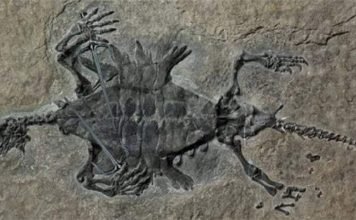 Одонтохелис — древний вымерший вид черепашек