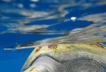 Оливковая черепаха — уникальное создание природы