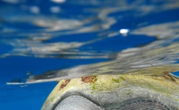 Оливковая черепаха — уникальное создание природы