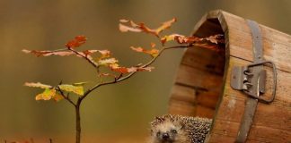 Магия золотой осени и животные: чарующие кадры