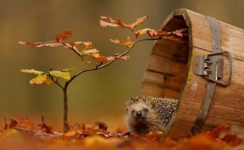 Магия золотой осени и животные: чарующие кадры