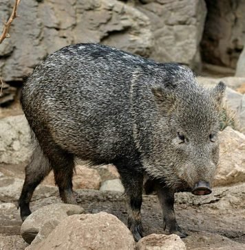 Ошейниковый пекари – свинообразное животное