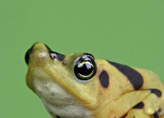 Панамская золотистая лягушка — ядовитое сокровище