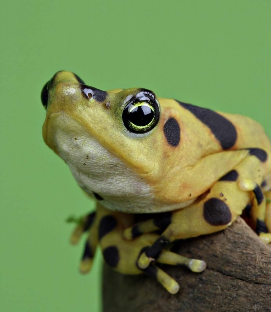 Панамская золотистая лягушка (Atelopus zeteki).