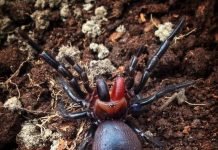 Паук-дракула: правда или миф?