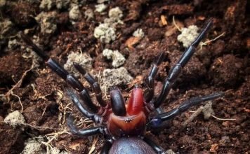 Паук-дракула: правда или миф?