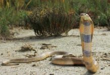 Среднеазиатская кобра — агрессивная змея