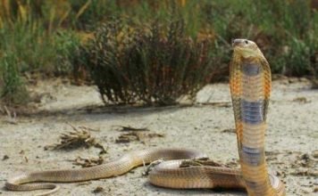 Среднеазиатская кобра — агрессивная змея