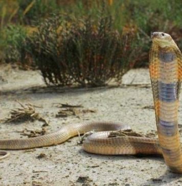 Среднеазиатская кобра — агрессивная змея