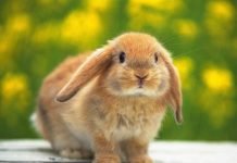 Пятерка самых неприхотливых домашних животных для занятых людей