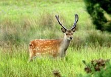 Пятнистый олень в природе и оленеводческих хозяйствах
