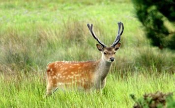 Пятнистый олень в природе и оленеводческих хозяйствах
