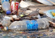 Ученые: к 2050 году все птицы будут «пропитаны» пластиком