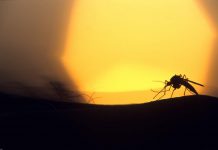 Полярные комары заполонят Землю в случае изменения климата