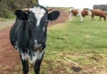 В Амурской области мужчина расстрелял коров из мести