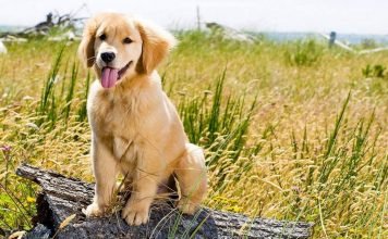 Самые добрые собаки в мире: кто они?