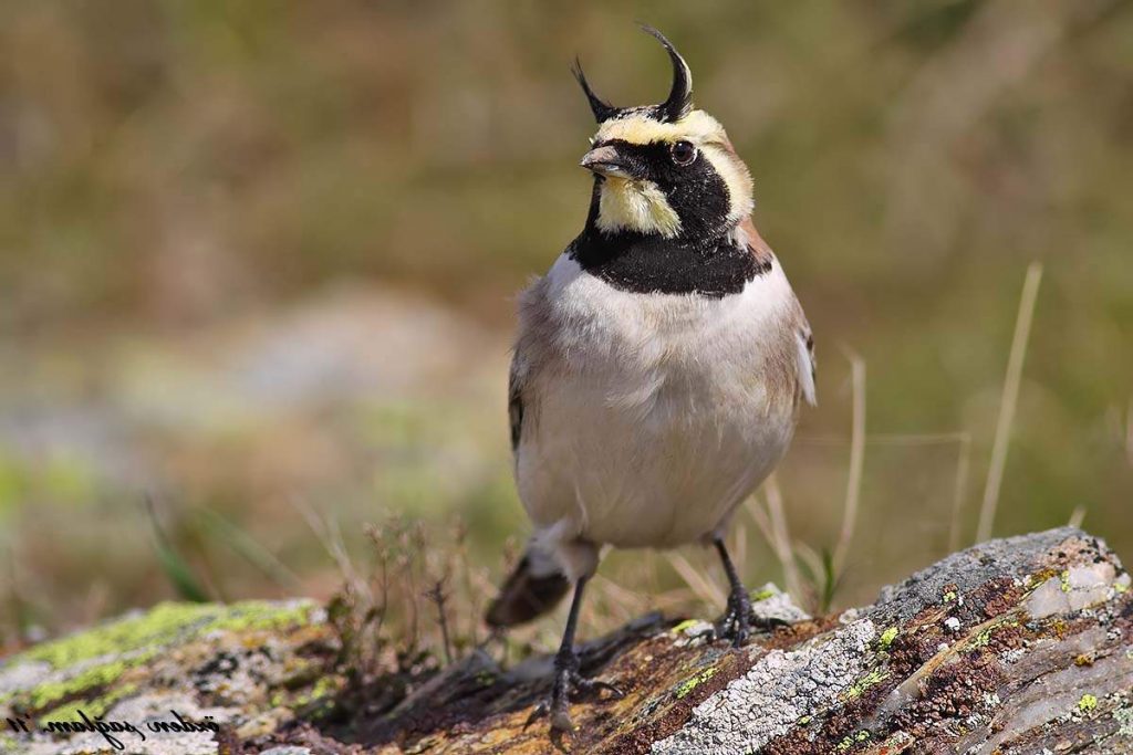 Рогатый жаворонок (Eremophila alpestris).