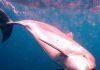 Редкий розовый дельфин снова был замечен в океане