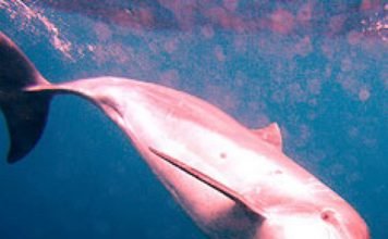 Редкий розовый дельфин снова был замечен в океане