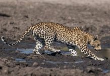 Необычная рыбалка леопарда: как великий охотник поймал в луже сома