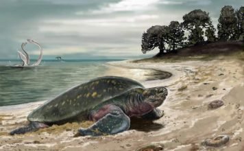 Обнаружена самая старая морская черепаха планеты, она имела двухметровую длину