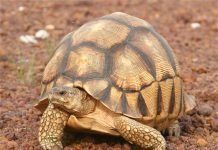 25 самых редких животных, обитающих на Земле