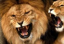 Самые сильные челюсти животного мира