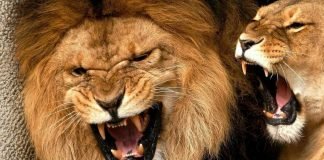 Самые сильные челюсти животного мира