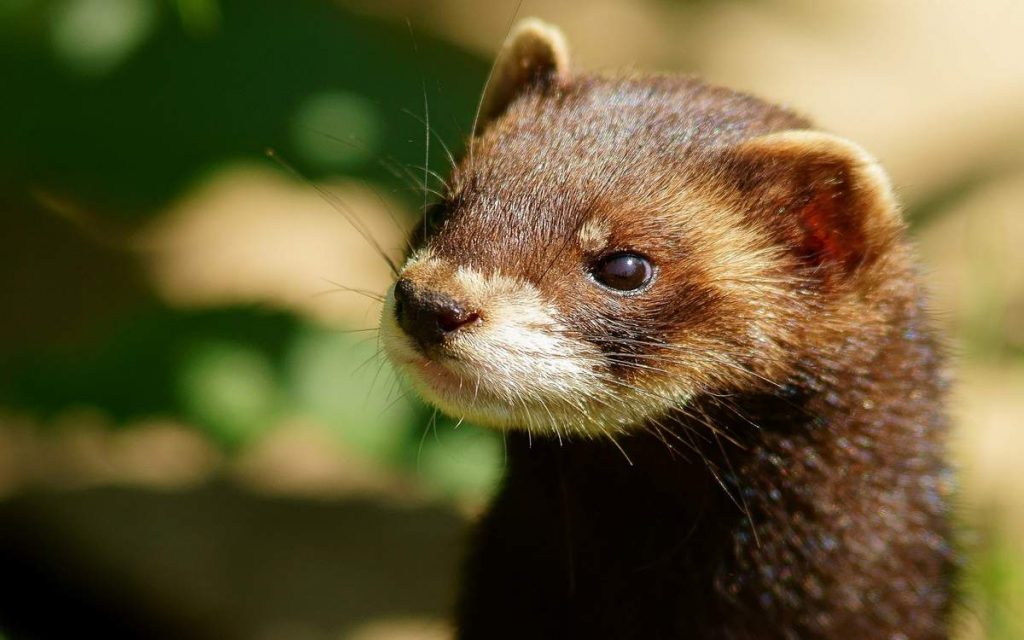 Ласка (Mustela nivalis).