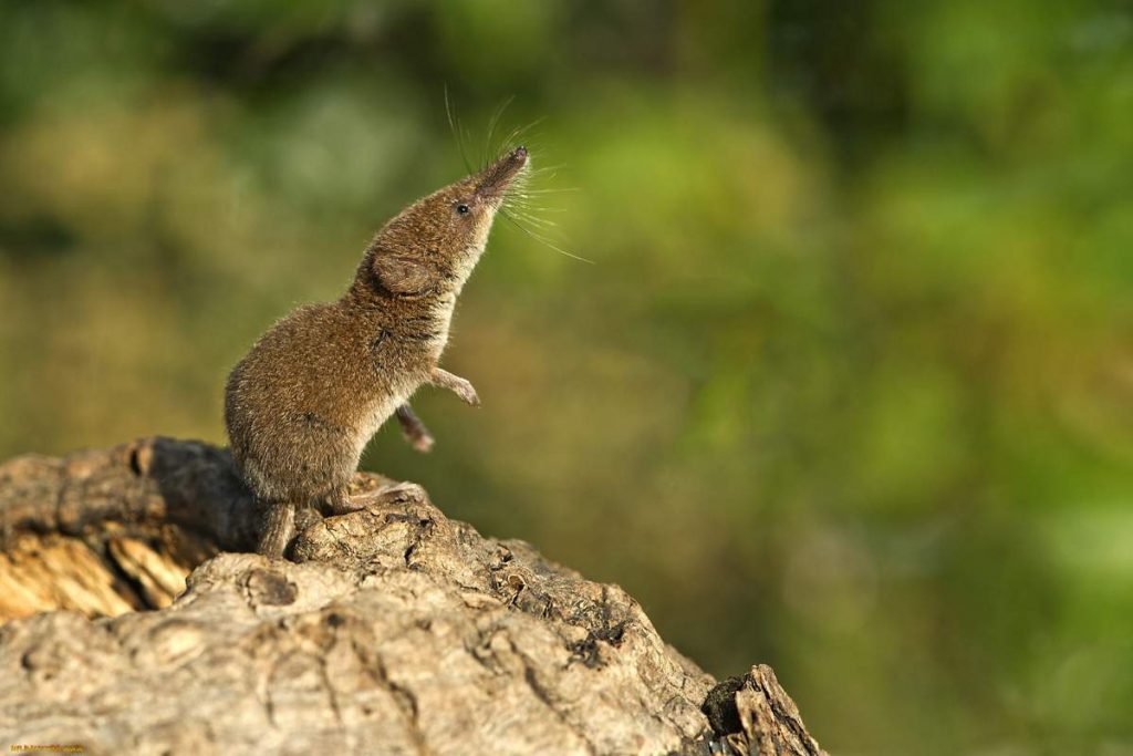 Скрытная белозубка (Crocidura obscurior).