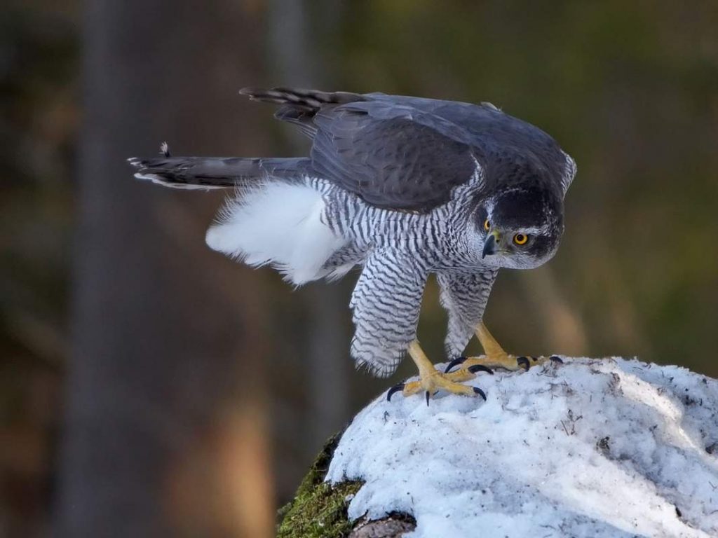 Ястреб-тетеревятник (Accipiter gentilis).