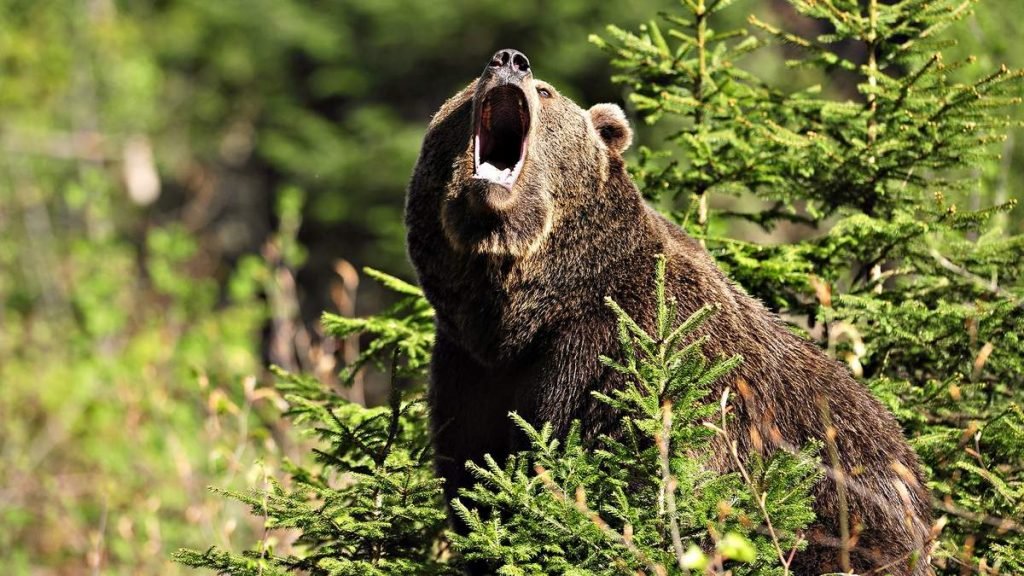 Бурый медведь (Ursus arctos).