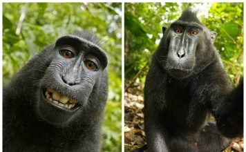 Зоозащитники требуют заплатить павиану Наруто за селфи