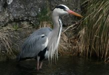 Серая цапля — санитар водоемов