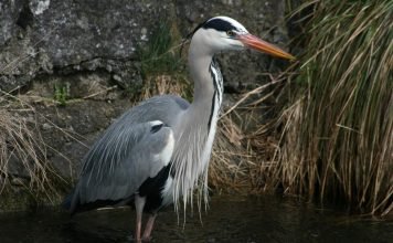 Серая цапля — санитар водоемов