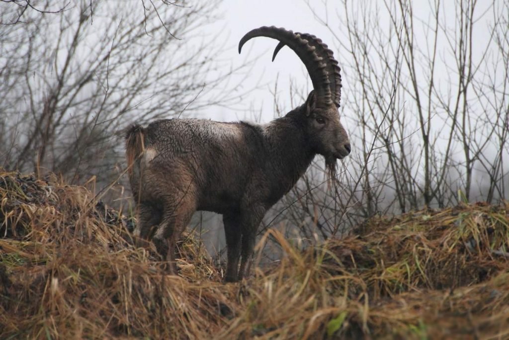 Сибирский горный козел (Capra sibirica).