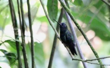 Синелобый ланцетоклюв — прыткий колибри