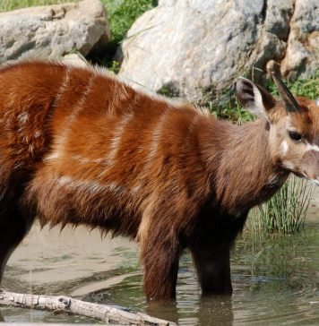 Ситатунга – полуводная антилопа