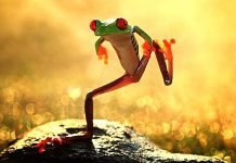 Смешные фото животных: умеет ли природа развеселить?