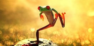 Смешные фото животных: умеет ли природа развеселить?